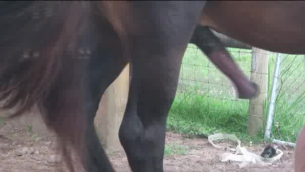 Stallion Loving - Gay Beastiality Porn
