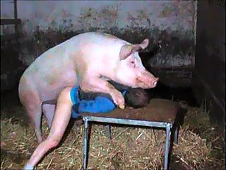 Pig in male beastiality porn. Man fucked by pin in doggy