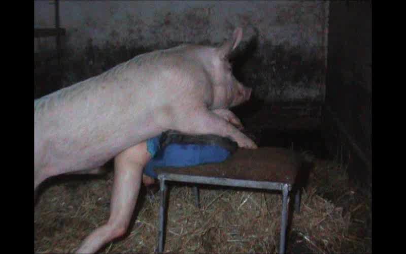 Pig in male beastiality porn. Man fucked by pin in doggy