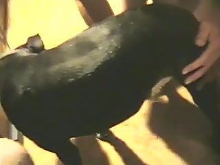 Gay paja con su perro