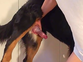 Sexo gay con perro