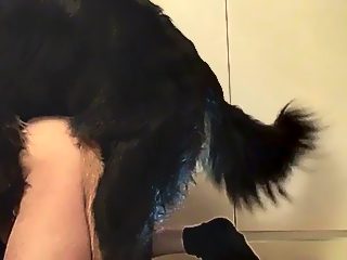 Sexo gay con perro