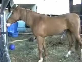 Cogido por caballo
