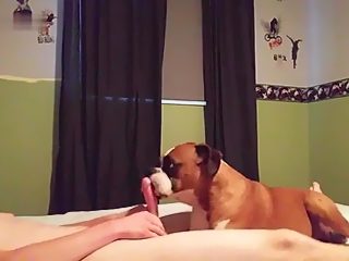 Perro chupa polla
