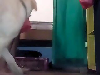 Gay abotonado por perro