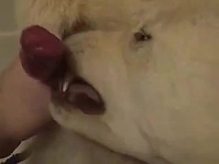 Hombre chupando con su perros