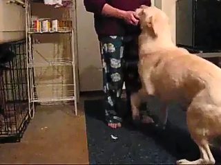Perro penetra a su dueño