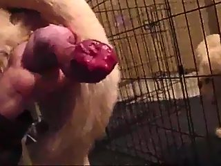 Perro penetra a su dueño